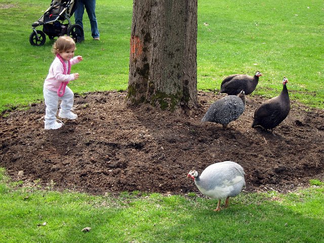 IMG_1333b.jpg - We went out for a stroll on a nice spring day at Endicott Park and it turned into a turkey chase!