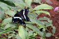 IMG_2954b