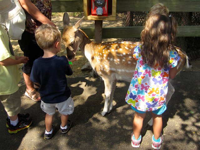 IMG_7878.jpg - Here we are feeding the precious deer, love it!