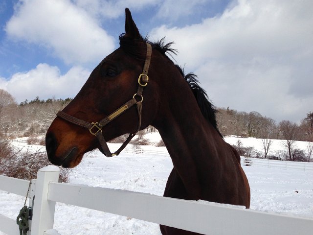 IMG_3165.jpg - As I observed this beautiful beast on Edgewood Farm (where Catie Ann's preschool is located), he came over for a chat.
