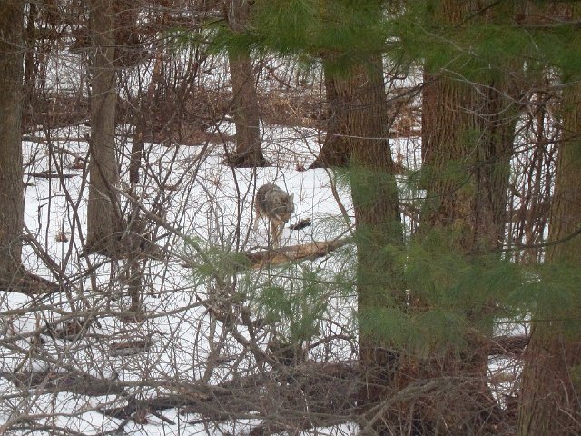IMG_6822.jpg - While eating my breakfast, something caught my eye and appeared to be larger than the grey squirrels that are usually jumping from tree to tree out back.