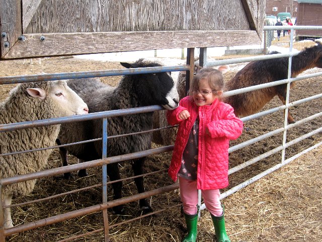 IMG_4594.jpg - And getting cozy with the sheep.