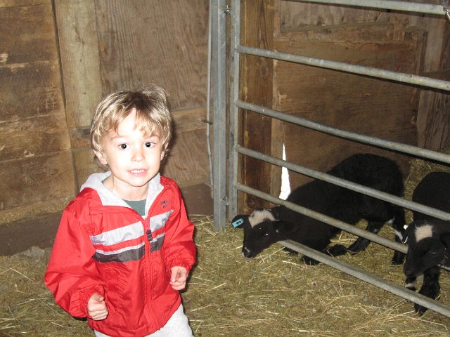 IMG_4595.jpg - Gotta love spring on a farm .. there were baby lambs, (goat) kids, chicks and piglets to welcome into the world.