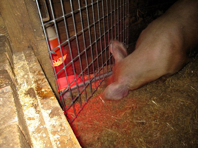 IMG_4669.jpg - Mama pig checking on her babes.