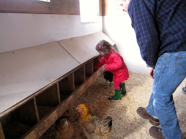 IMG_4738.jpg - Catie Ann on the hunt for her first egg.