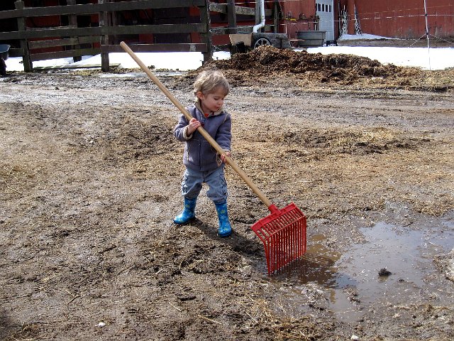 IMG_4767.jpg - Lookout, he found a rake!  We were concerned that the farmers may want to keep him and put him to work.