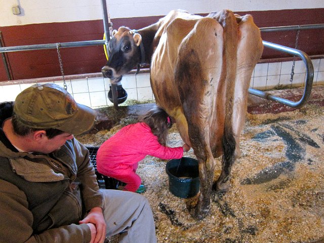 IMG_6982.jpg - Catie Ann didn't miss an opportunity to milk the cow name "Joy" again on our second morning there.