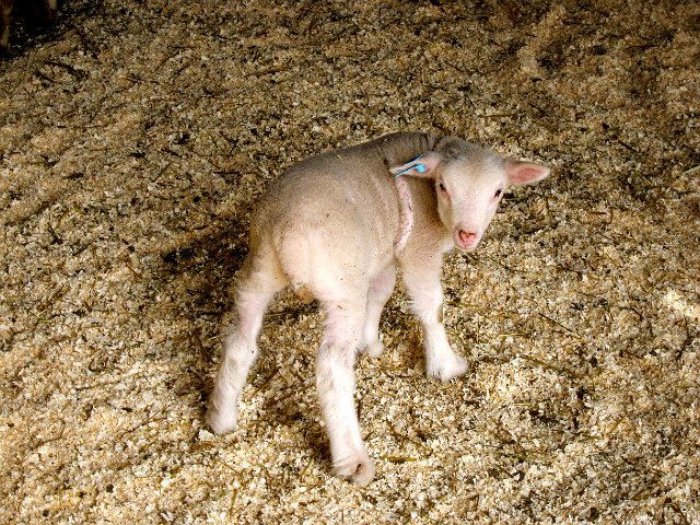 IMG_7033.jpg - Last lamb photo, I promise.