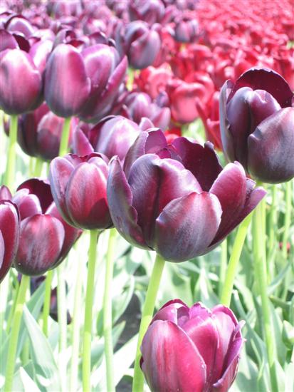 floriade13.jpg