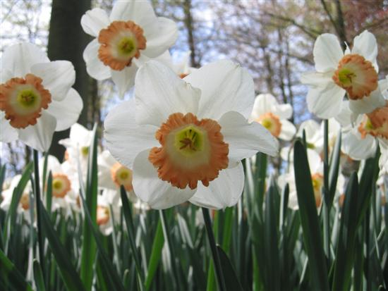 keukenhof06.jpg