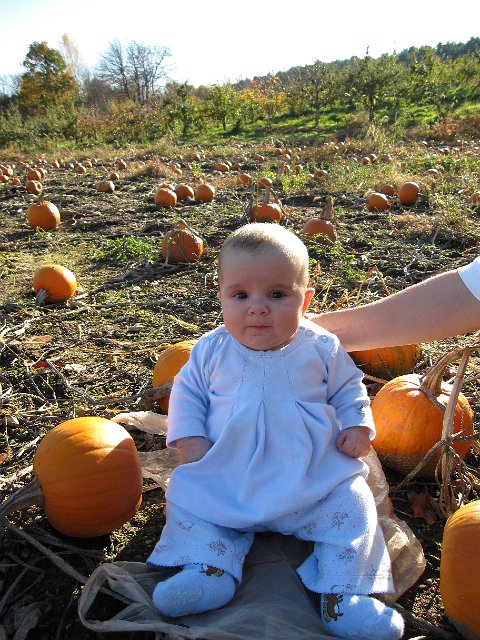 IMG_3448.JPG - ... and the answer is, the pumpkin patch at Boston Hill Farms!
