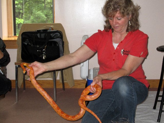 IMG_5693b.jpg - A corn snake was also part of the live animal show (by Michelle's Menagerie).