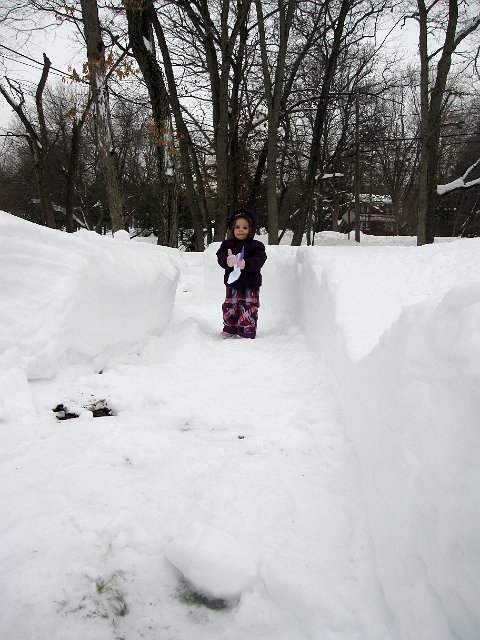 IMG_2814b.jpg - She enjoyed exploring the paths through our front yard ... it's the only way she's been able to play in all this snow!
