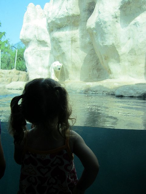 IMG_3625b.jpg - A tradition while visiting Toledo is a trip to the zoo!  Catherine gazed at the huge polar bear within the Artic Encounter.