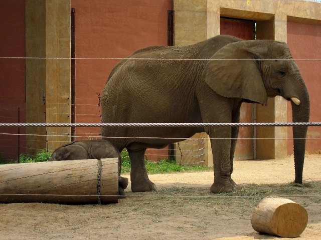 IMG_3652b.jpg - Everyone is gathered around to see the latest baby Elephant, Lucas, who is barely visible behind the log.