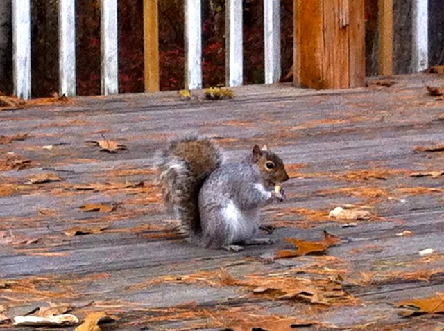 IMG_0472.jpg - We also found a very friendly and apparently hungry squirrel.