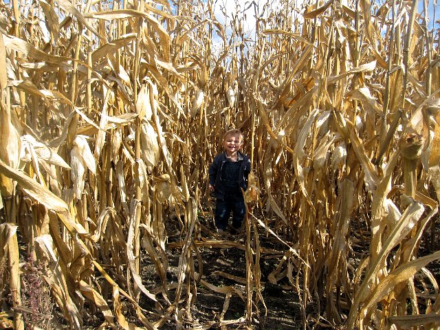 IMG_6539.JPG - … getting lost in the corn field (not really).