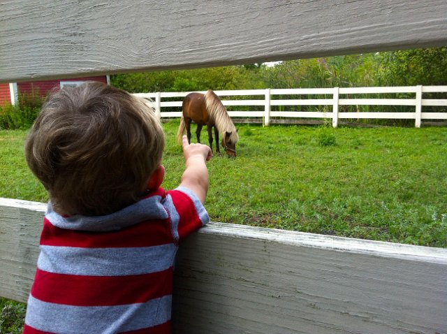 IMG_0803.jpg - "Do you see the pony?  N-E-I-G-HHHH"