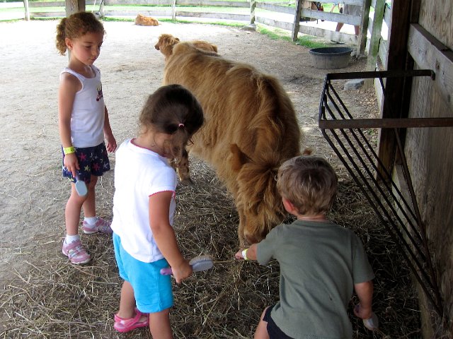 IMG_1647.jpg - It wouldn't be a trip to Davis Farmland without some grooming time of the friendly and extra-furry cattle.