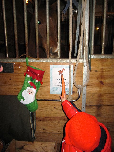 IMG_3130.jpg - You are asked to bring donations to feed the horses prior to Santa's arrival and the tree lighting.  Buttercup was very glad to see Nathan with his treat.