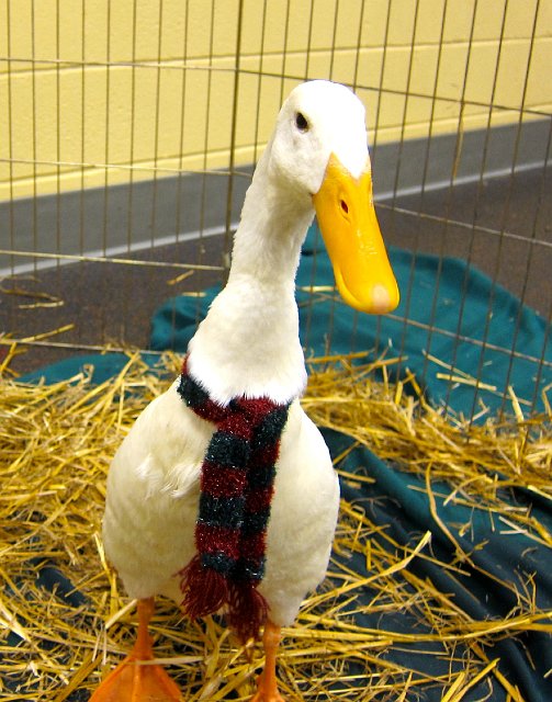 IMG_5990.jpg - Merry Goosemas!