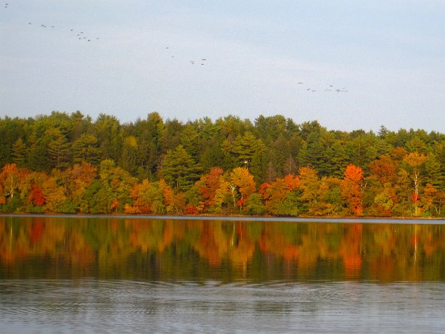 IMG_2366.jpg - Ahhh, where are those geese going?  Fall is one of our favorite times!