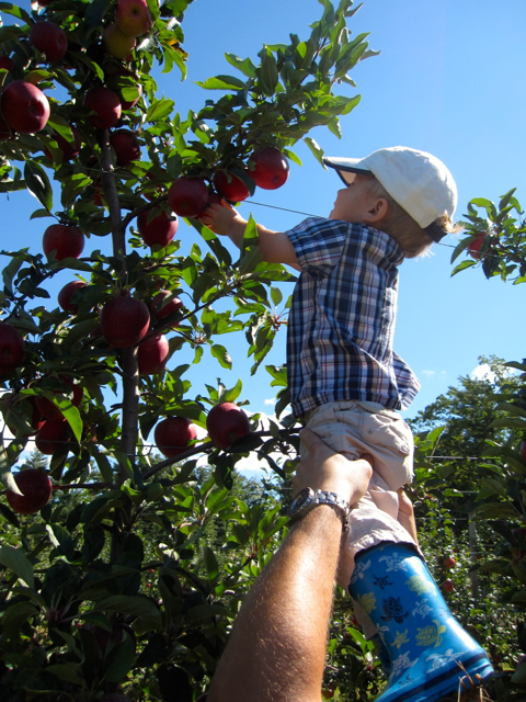 IMG_1981.jpg - Who needs ladders when you have children that are just the right size?