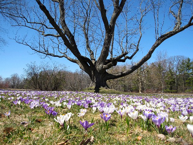 IMG_4888.jpg - Ahhh, one of our favorite places to visit (Stevens-Coolidge Place in North Andover) and when you time it right, you have this glorious sight!  SPRING!!
