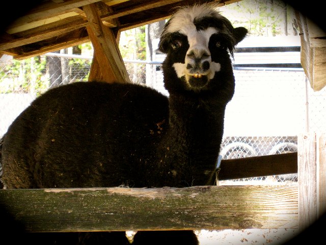 IMG_5182.jpg - The alpaca was quite photogenic too during our visit.