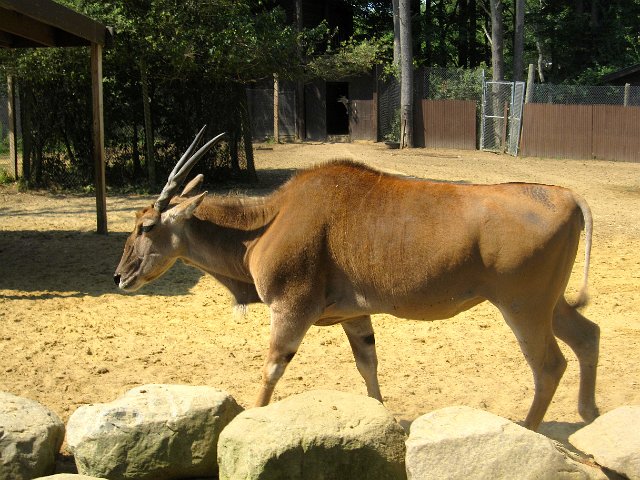 IMG_7896.jpg - The Common Eland, the largest and slowest antelope goes approximately 25 mph.