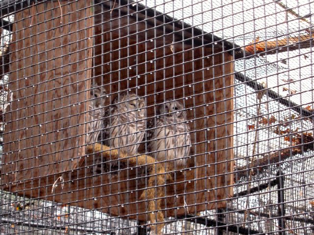 IMG_3814.jpg - Very cool that we got to see some animals that are not at your typical farm.
