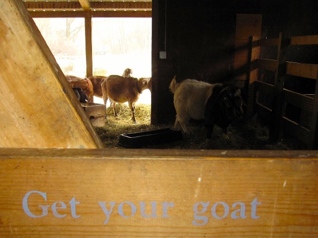IMG_3830.jpg - Another barn containing goats and more sheep.