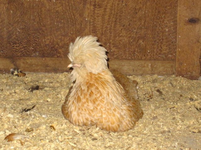 IMG_3841.jpg - This particular breed caught my attention, I just loved all their fluffy head feathers.