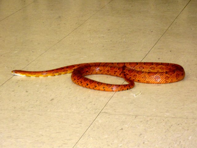 IMG_3934.jpg - Did you know that this snake has 200 very small teeth?