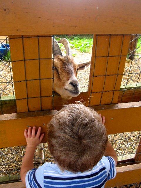 IMG_6886.jpg - The animals get very up close and personal here when looking for food.