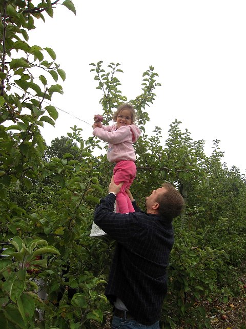 IMG_8461.jpg - Sometimes ladders are optional when we need to reach our apples.