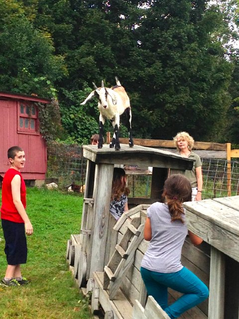 IMG_1739.jpg - This goat was a little scary to be around and a constant challenge to get back in his fenced area!