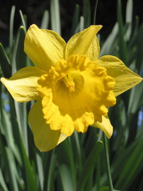 IMG_0524b.jpg