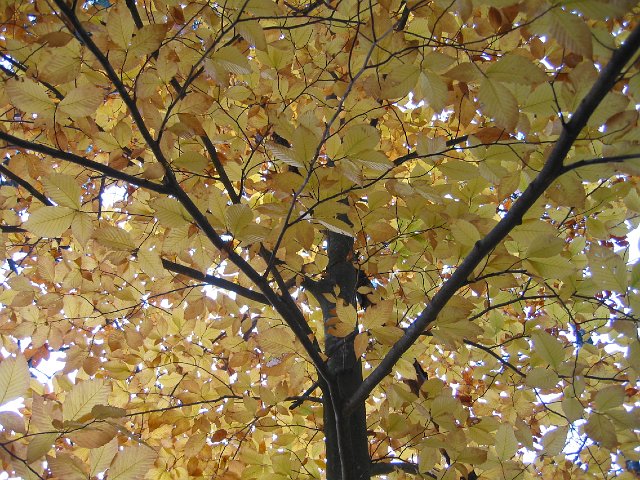 IMG_8481.JPG