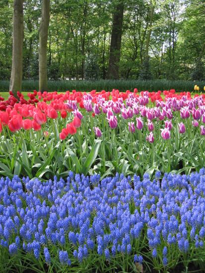 keukenhof03.jpg