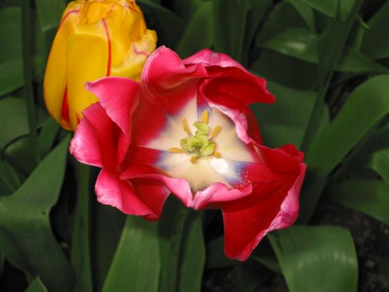 keukenhof30.jpg